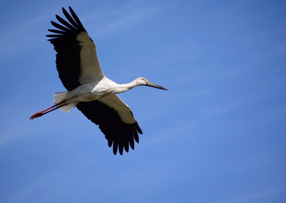 Hyogo Park Of The Oriental White Stork - All You Need To Know Before 