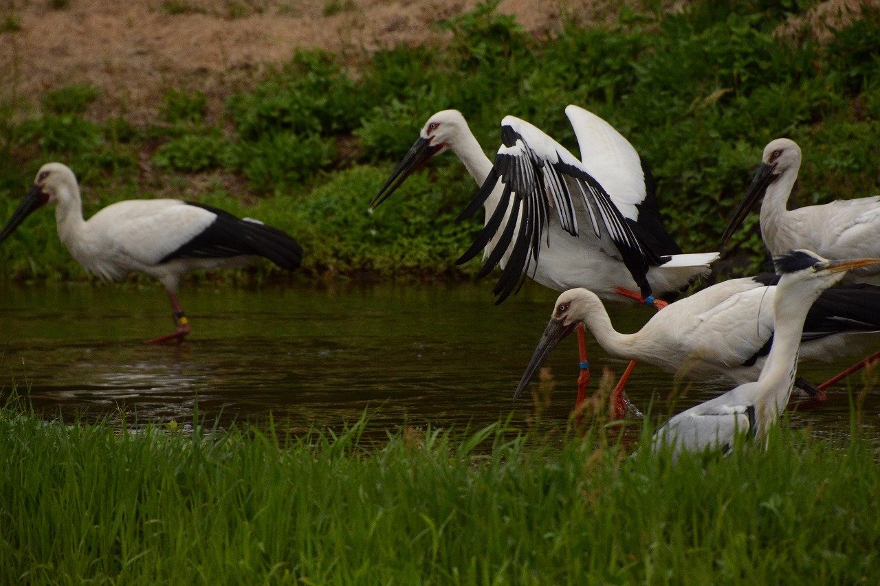 Hyogo Park of the Oriental White Stork - All You Need to Know