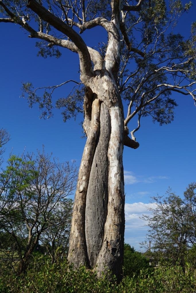 Howitt Park Playground (Bairnsdale) - 2022 Alles Wat U Moet Weten ...