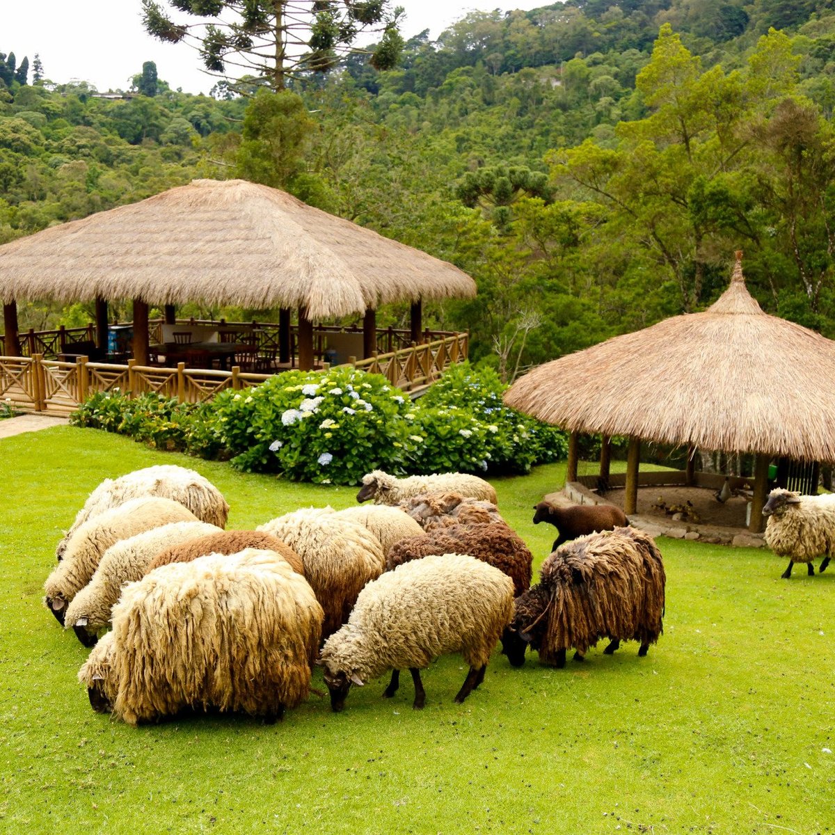 Tripadvisor  Arborismo en el huerto forestal - Campos do Jordão