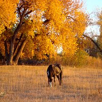 Fall time with the horses in the pasture nextdoor.