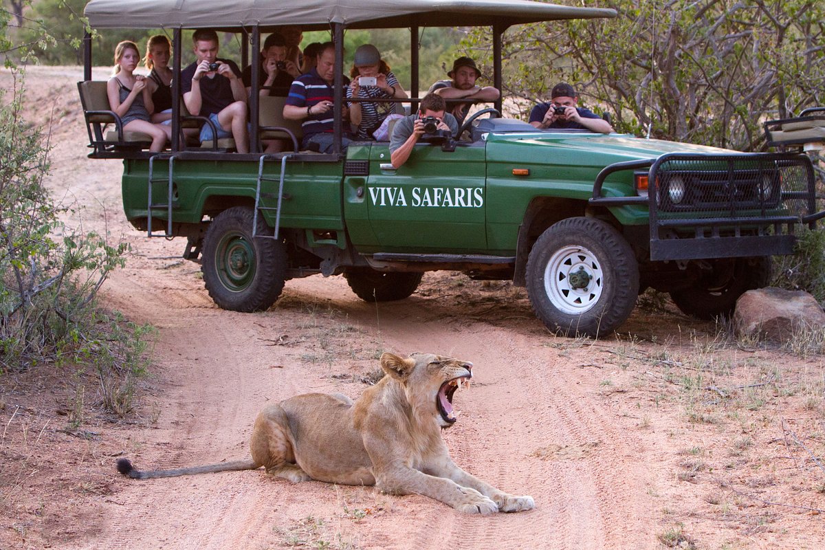 viva safari tours