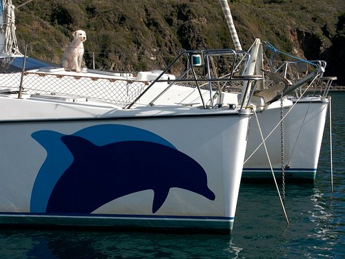 THE 10 BEST Italy Dolphin & Whale Watching Tours (Updated 2023)