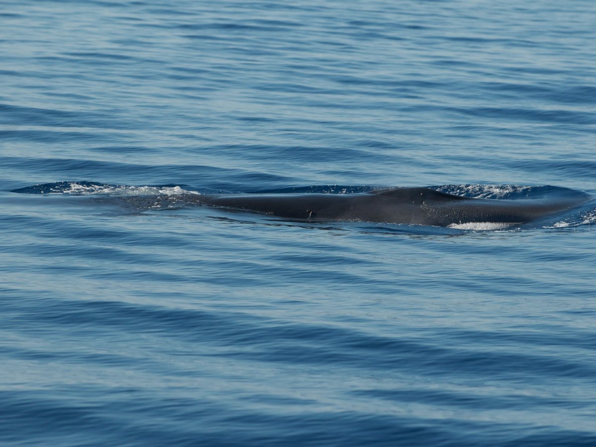 Centro Ricerca Cetacei (elba Island) - All You Need To Know Before You Go