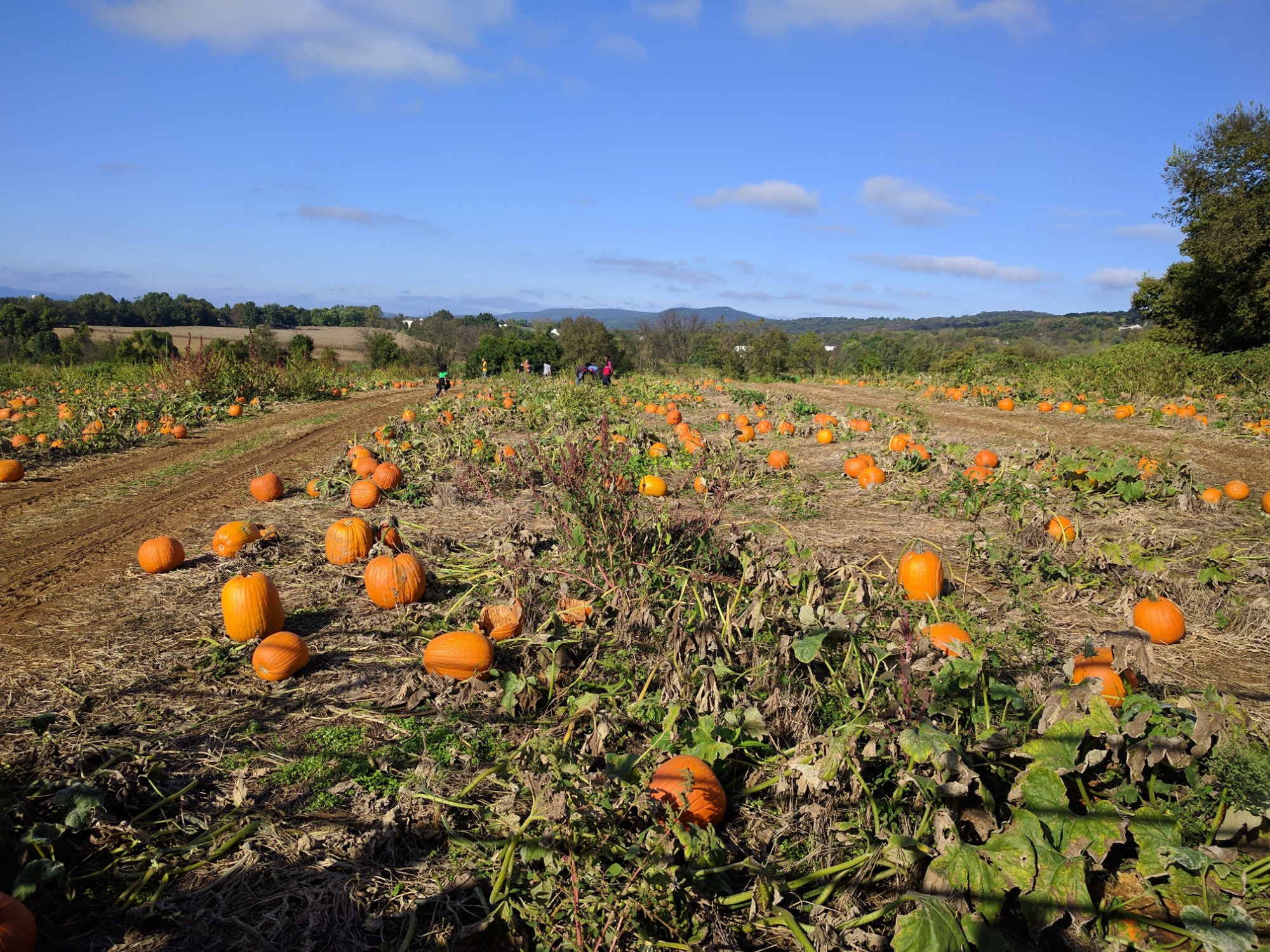 Jumbo's Pumpkin Patch (Middletown): All You Need To Know