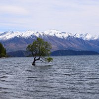 That Wanaka Tree