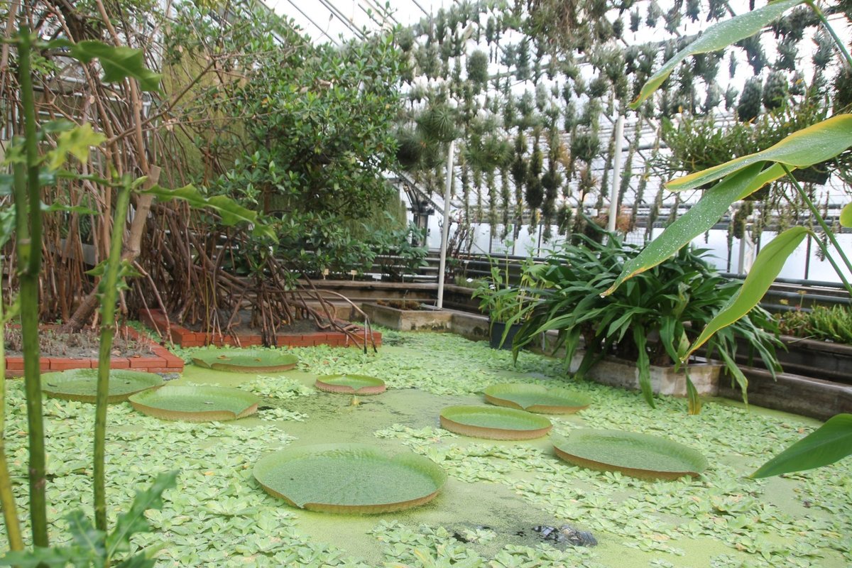 Botanischer Garten der Universitat Heidelberg, Гейдельберг: лучшие советы  перед посещением - Tripadvisor