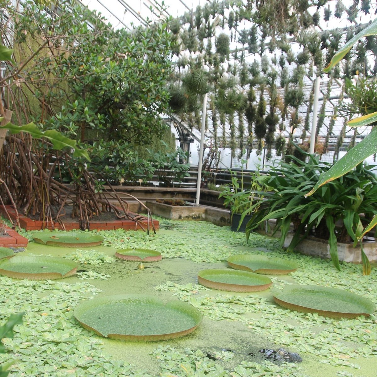 Botanischer Garten der Universitat Heidelberg, Гейдельберг: лучшие советы  перед посещением - Tripadvisor