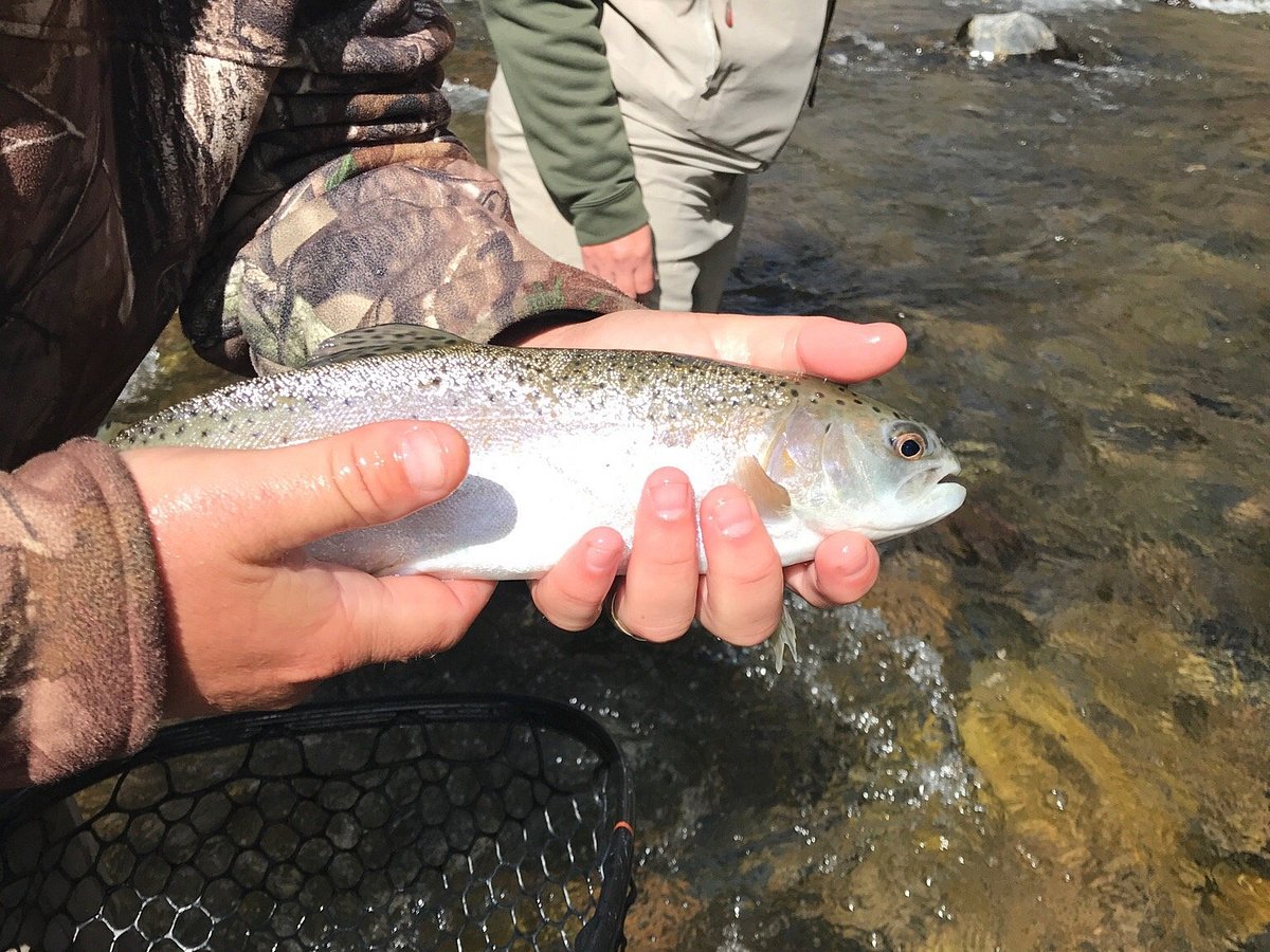 HIGH DESERT ANGLER - Updated April 2024 - 22 Photos & 20 Reviews - 460  Cerrillos Rd, Santa Fe, New Mexico - Hunting & Fishing Supplies - Phone  Number - Yelp