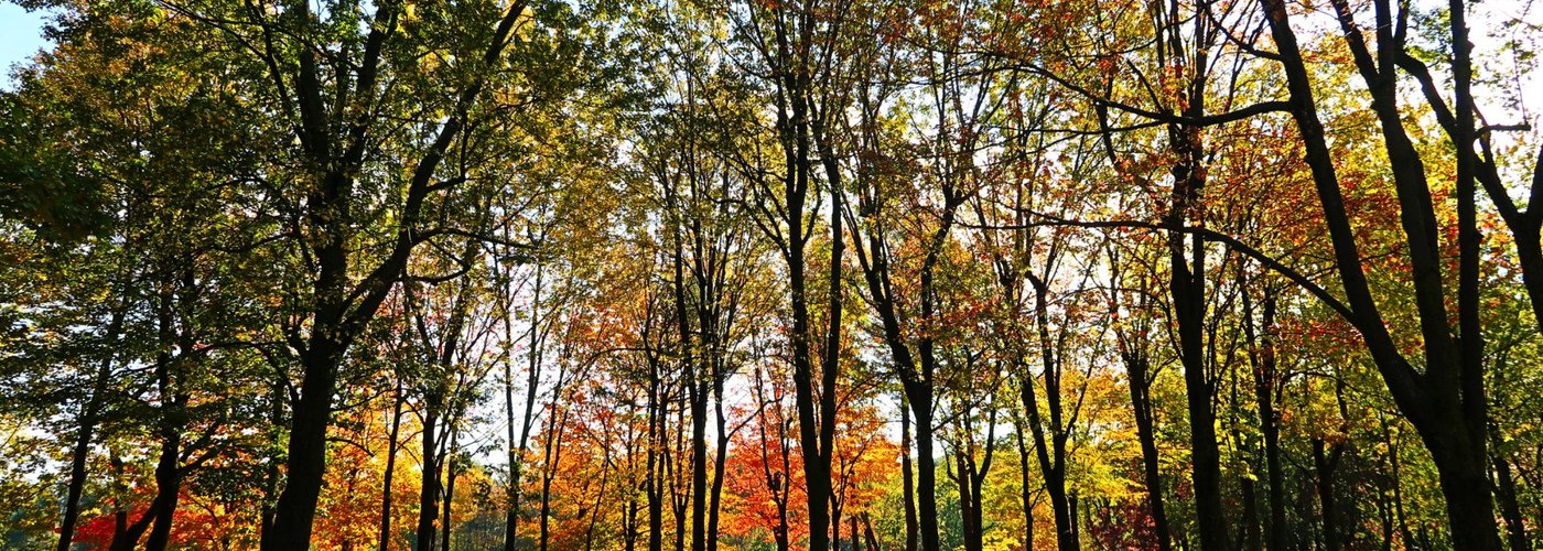Les arbres en automne!