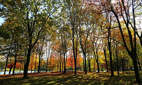 Les arbres en automne!