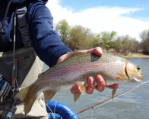 Fly Fishing Trips by Aspen Trout Guides