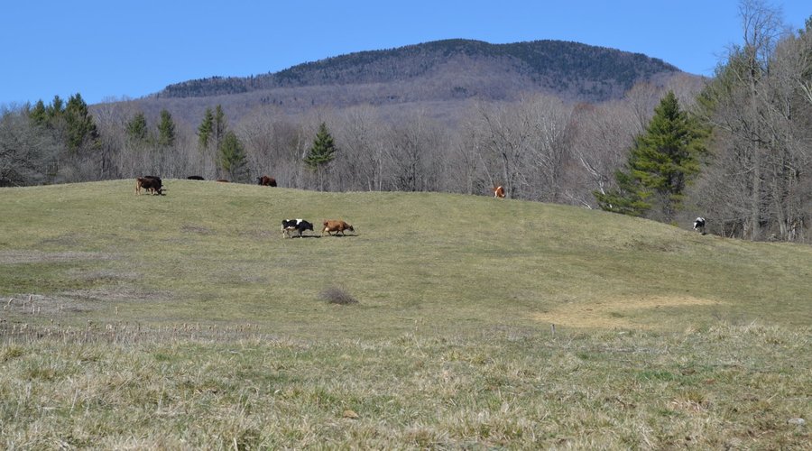 Mount Aeolus in the distance. Take a walk in the pasture to enjoy the views and our herd.