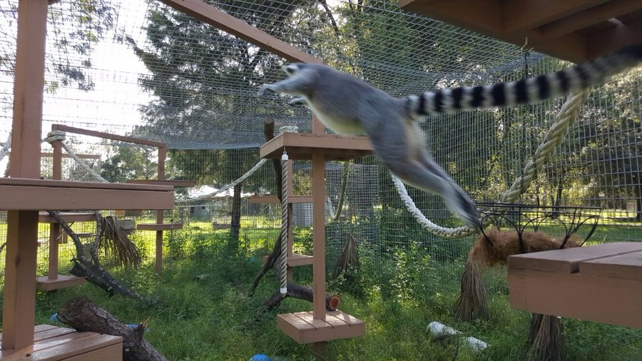 Lemurs at play!!!
