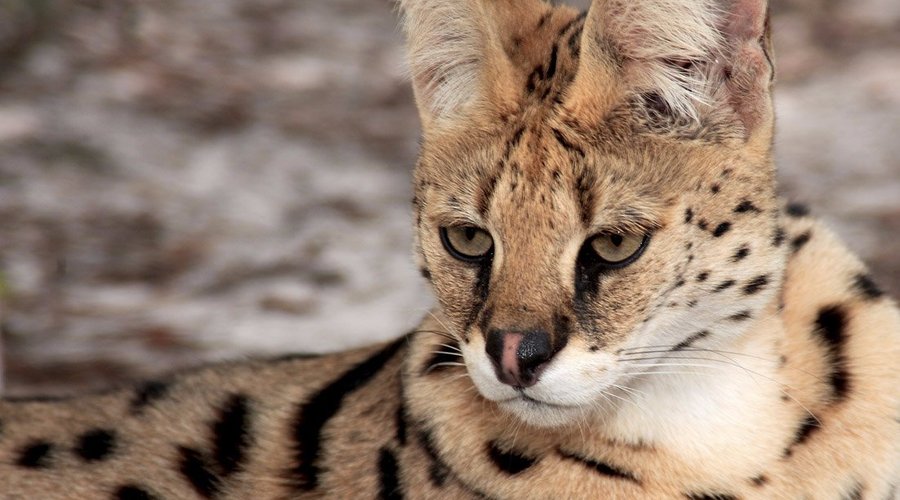 African Serval