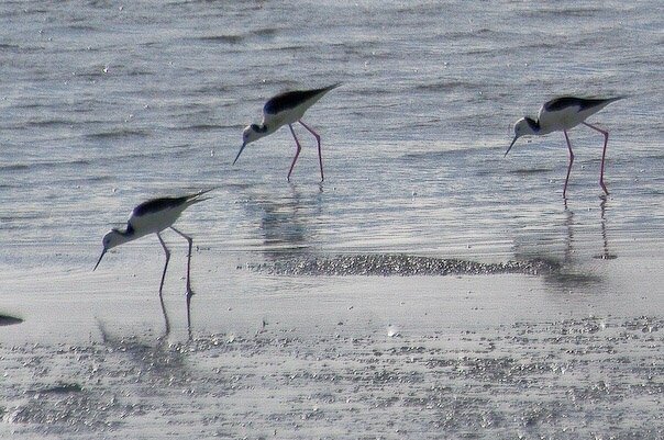 Colac Bird Reserve - All You Need to Know BEFORE You Go (2024)