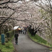 The cherry blossom arcade of Ebigawa (Ebi River)