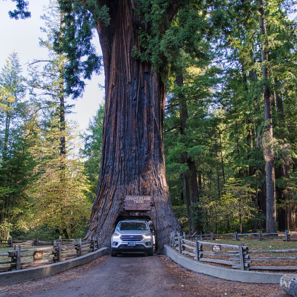 Chandelier Drive Through Tree Leggett 2022 All You Need To Know Before Go With Photos Tripadvisor Chandelier Drive Through Tree Leggett, Chandelier Tree Leggett Canada