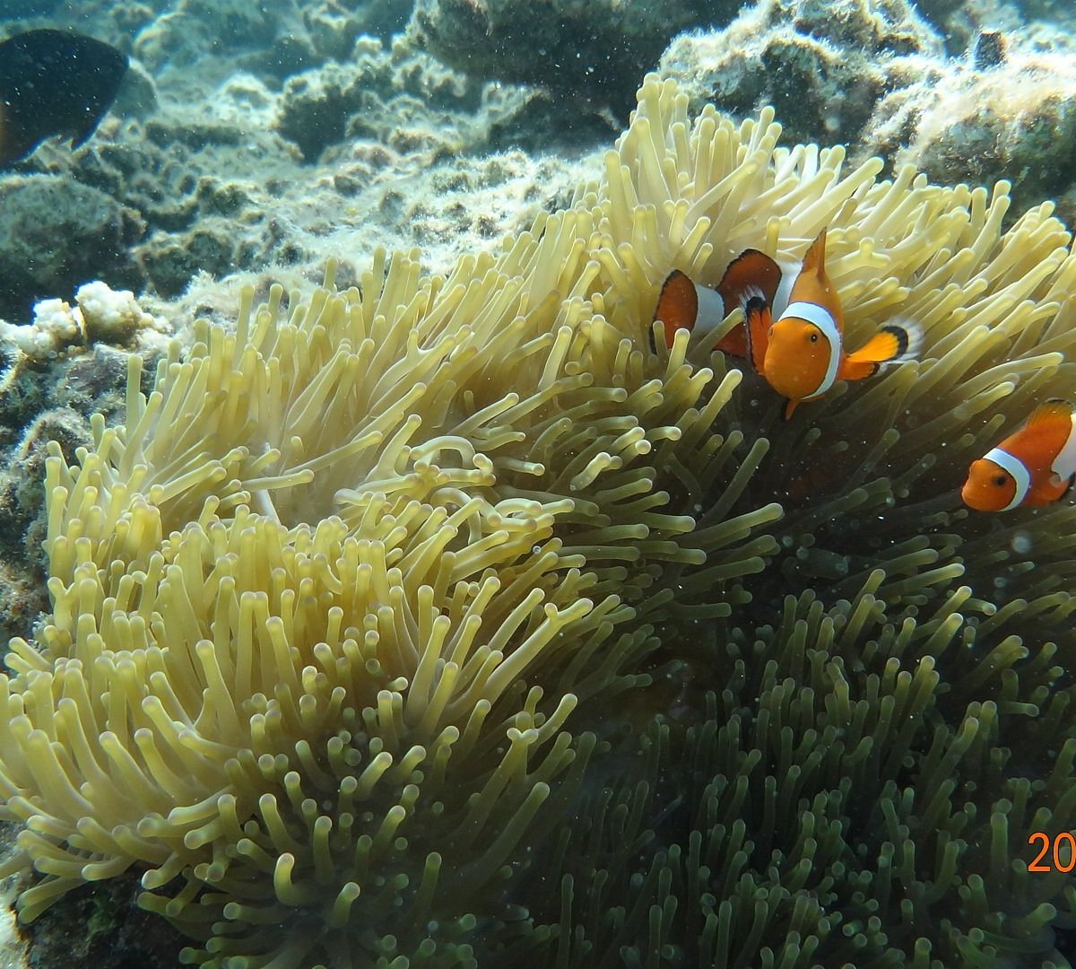 竹富町竹富島 日本 Hama Island 旅遊景點評論 Tripadvisor