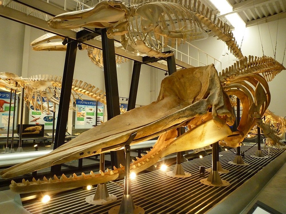 足寄町 日本 足寄動物化石博物館 旅遊景點評論 Tripadvisor