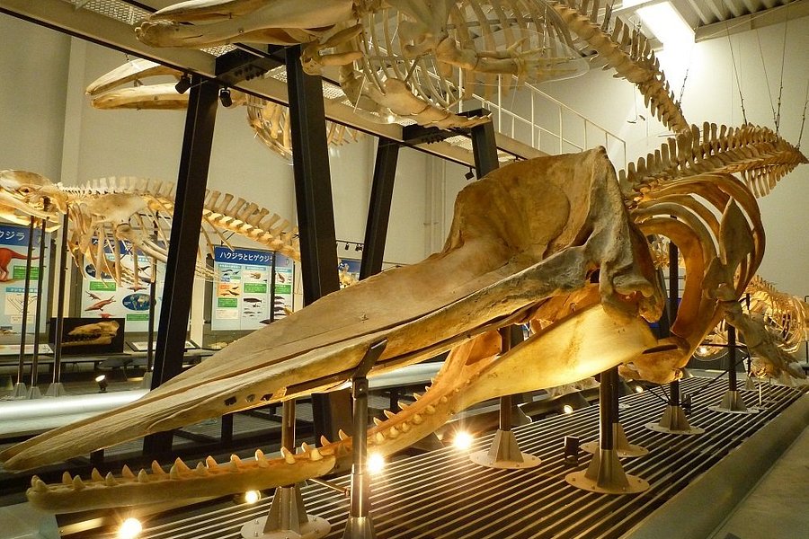 Ashoro Museum of Paleontology image