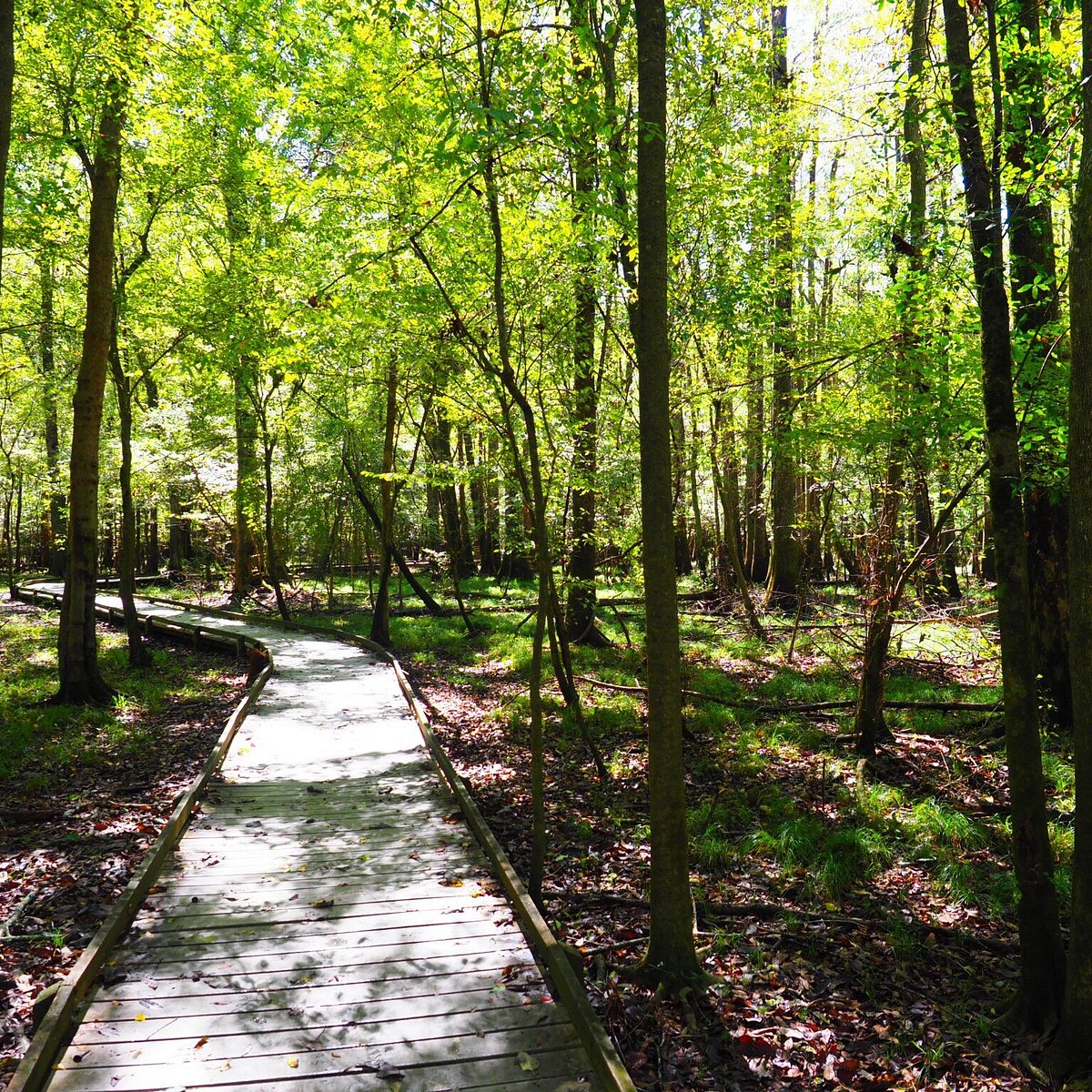 are dogs allowed at congaree national park