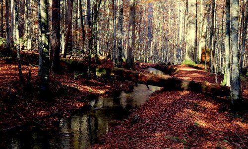 Ein Bach durchzieht den herbstlichen Park