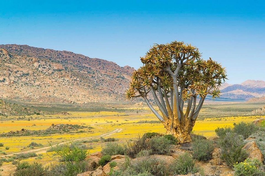 Things to Do in Northern Cape image