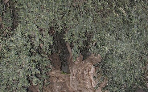 One of the oldest olive trees 9n the region