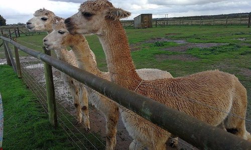 alpaca family