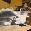CatsnStuff3