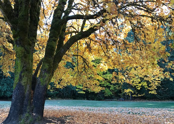 Fall colour and picnic area.