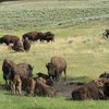 buffaloroam