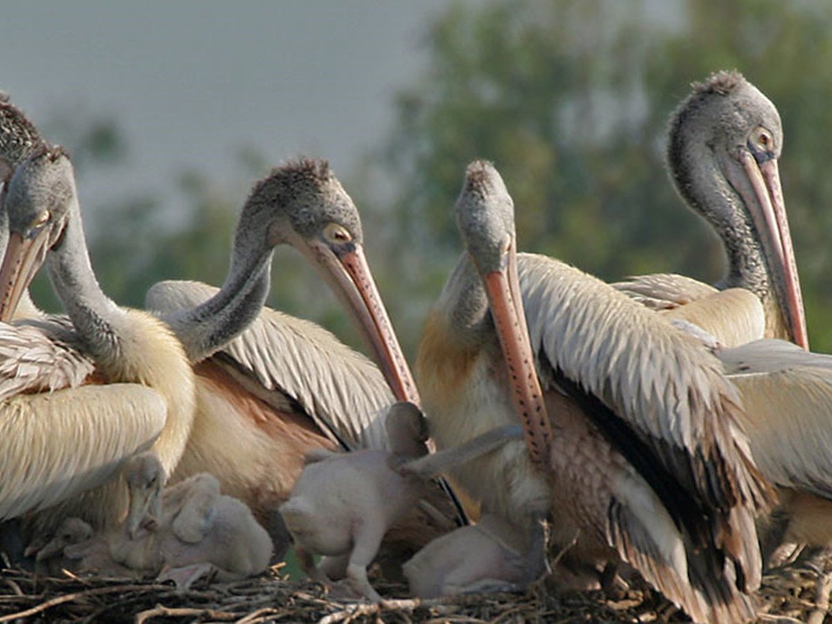 Kalametiya Lagoon Bird Sanctuary & Wetland Park - All You Need to Know ...