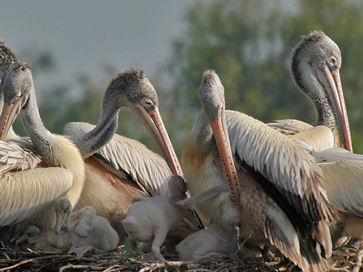 Kalametiya Lagoon Bird Sanctuary & Wetland Park - All You Need to Know  BEFORE You Go