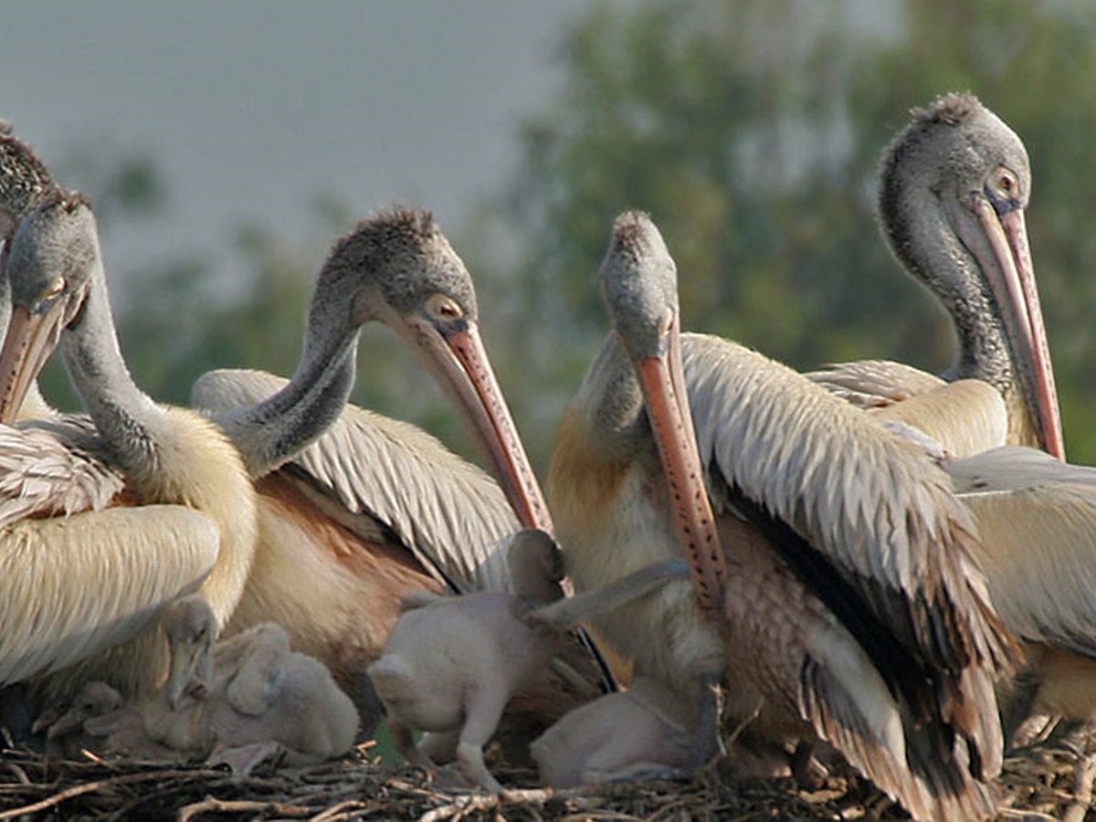 Kalametiya Lagoon Bird Sanctuary & Wetland Park - All You Need to Know BEFORE You Go Kalametiya Lagoon Bird Sanctuary & Wetland Park - All You Need to Know BEFORE You Go