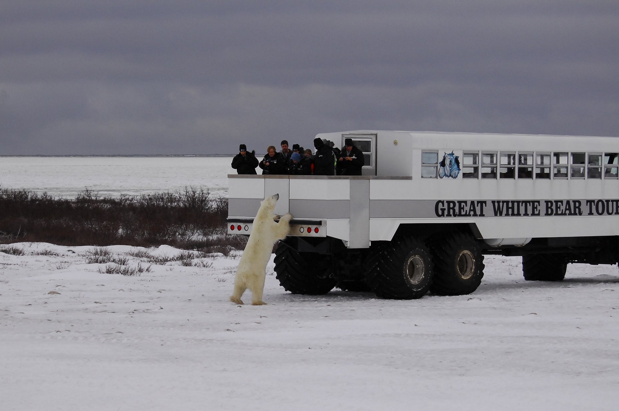 churchill polar bear tours reviews