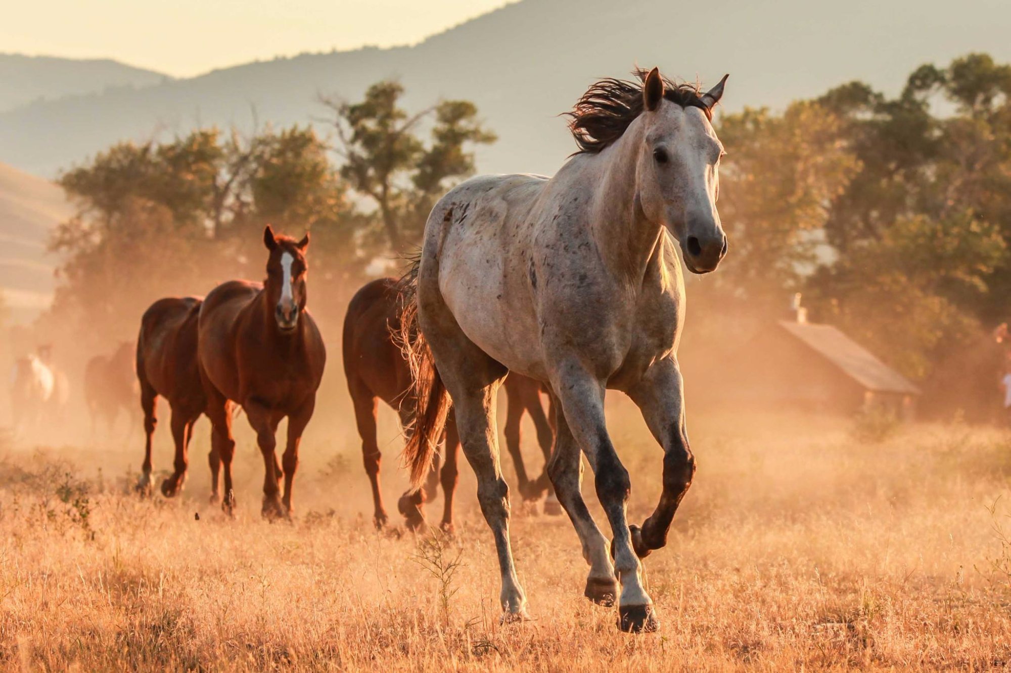 Mountain Sky Guest Ranch by null