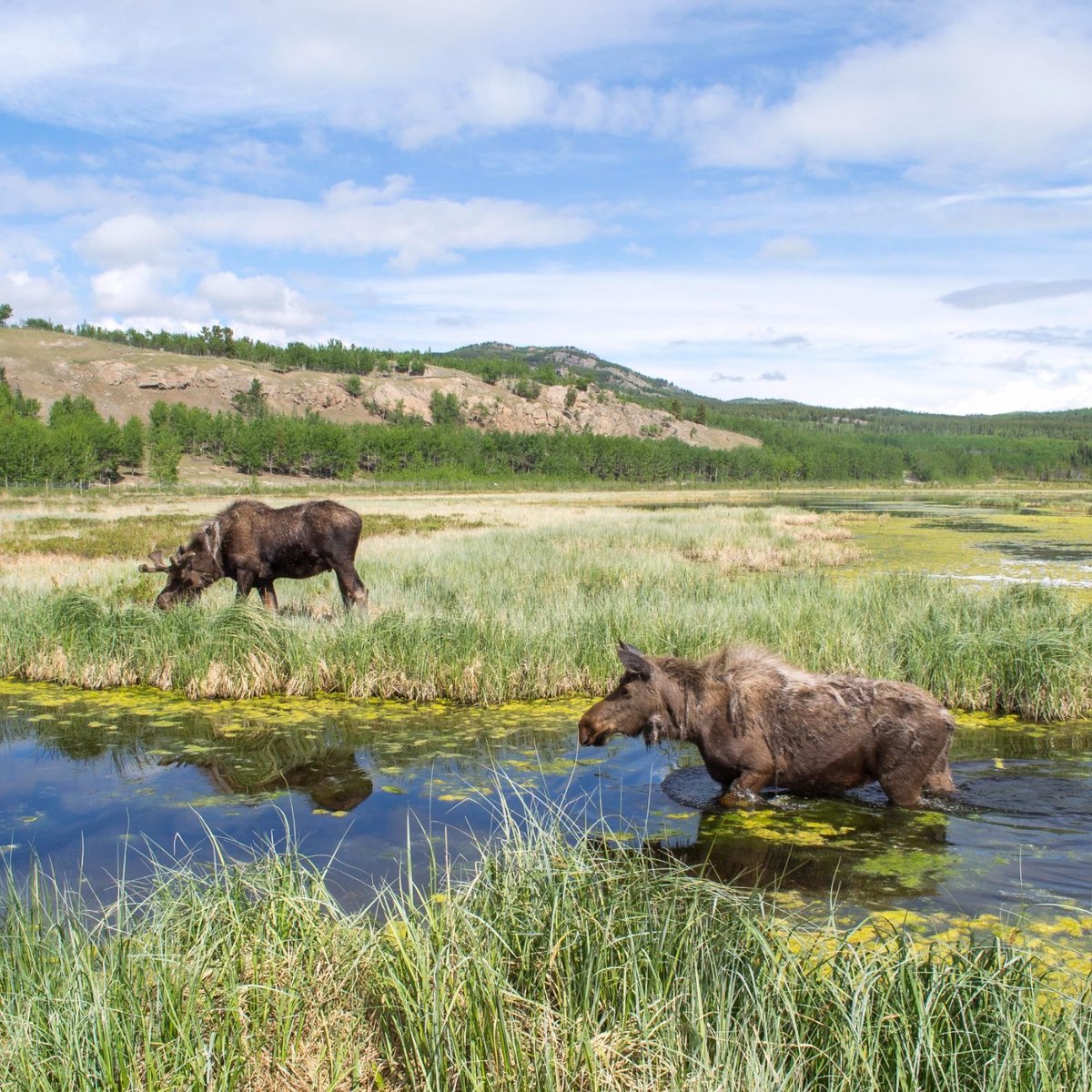 Yukon Wildlife Preserve (Whitehorse) - All You Need to Know BEFORE You Go