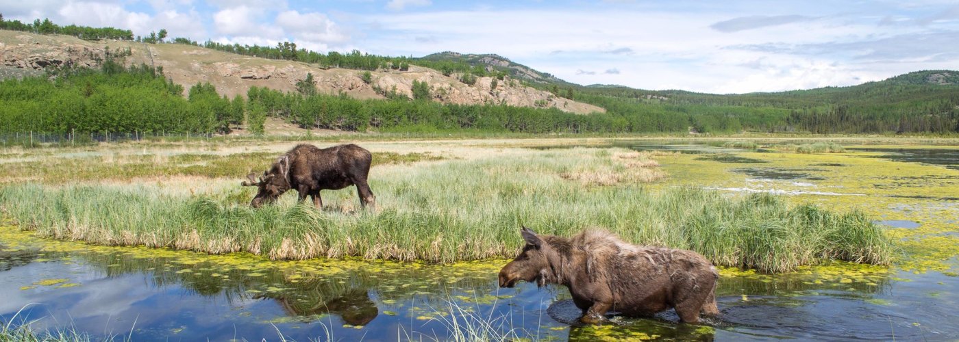 Moose and epic Yukon landscapes Credit YWP