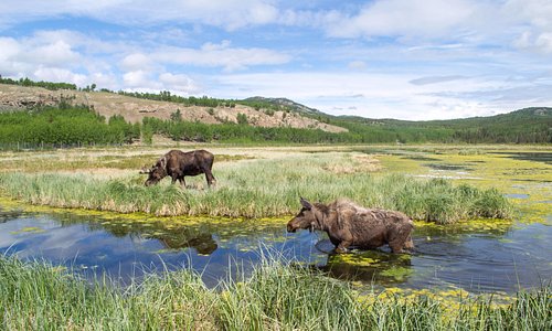 Moose and epic Yukon landscapes Credit YWP