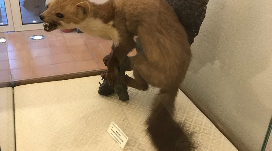 Museo Naturalistico Francesco Minà Palumbo