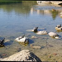 Animali del parco