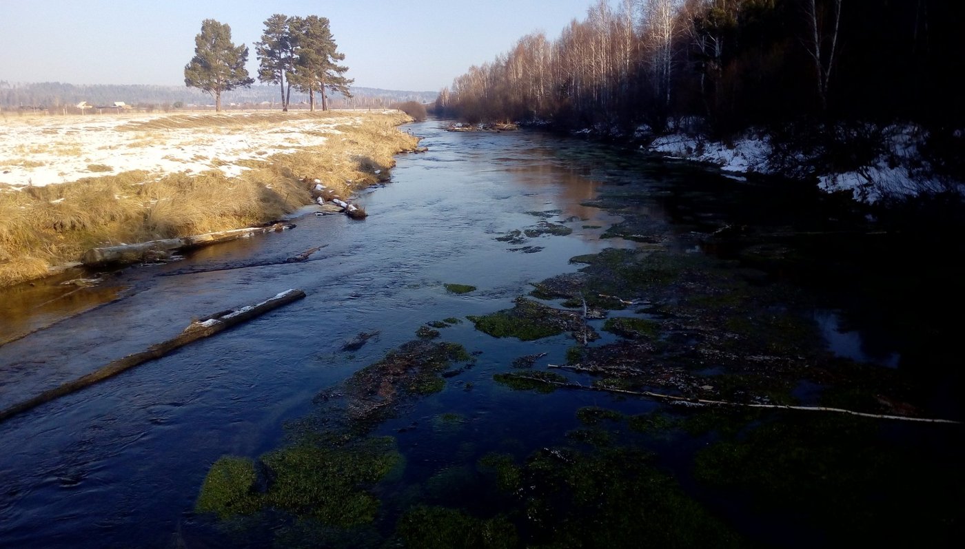 Багульник ангарск фото