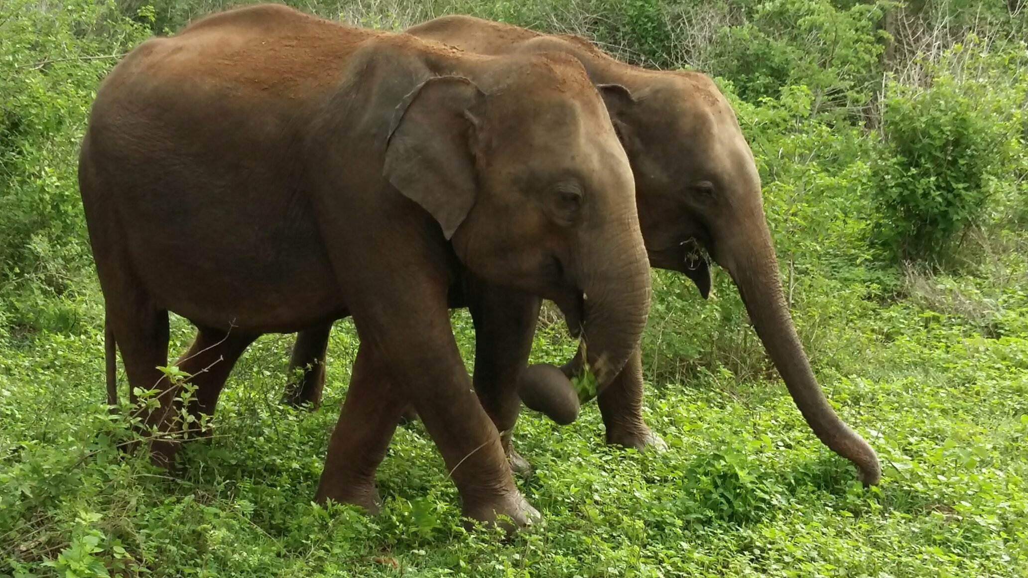 LES 10 MEILLEURES Choses à Faire à Sri Lanka : 2024 (avec Photos)