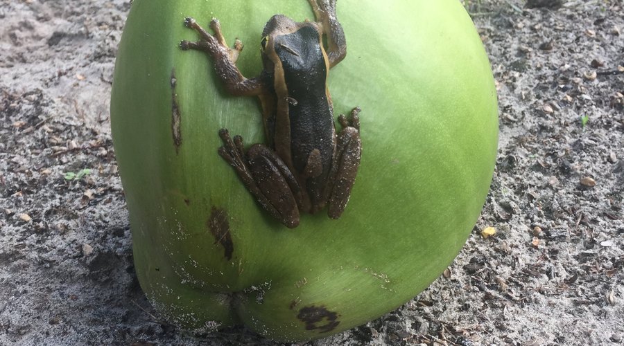 Frog