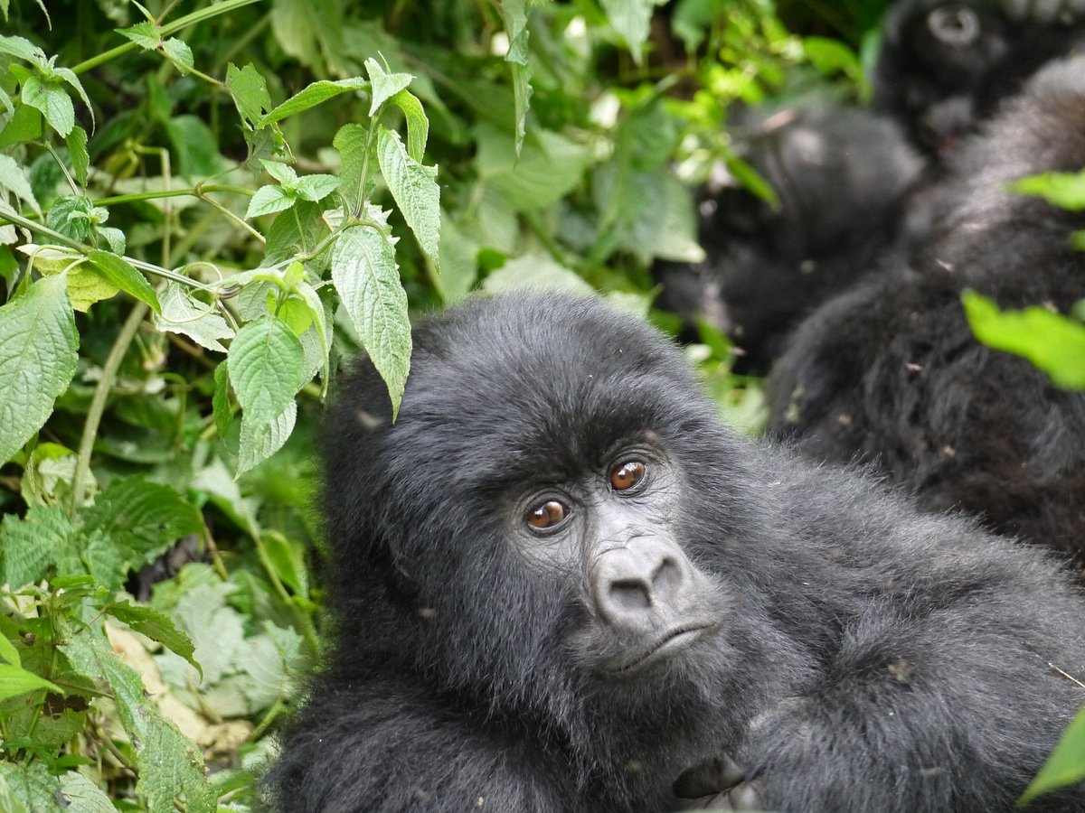 Gorilla Trekking Safaris