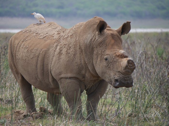 PONGOLA NATURE RESERVE (Afrique du Sud) - tarifs 2024