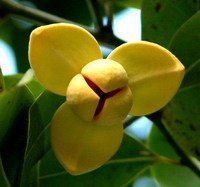 Lamduan Flower