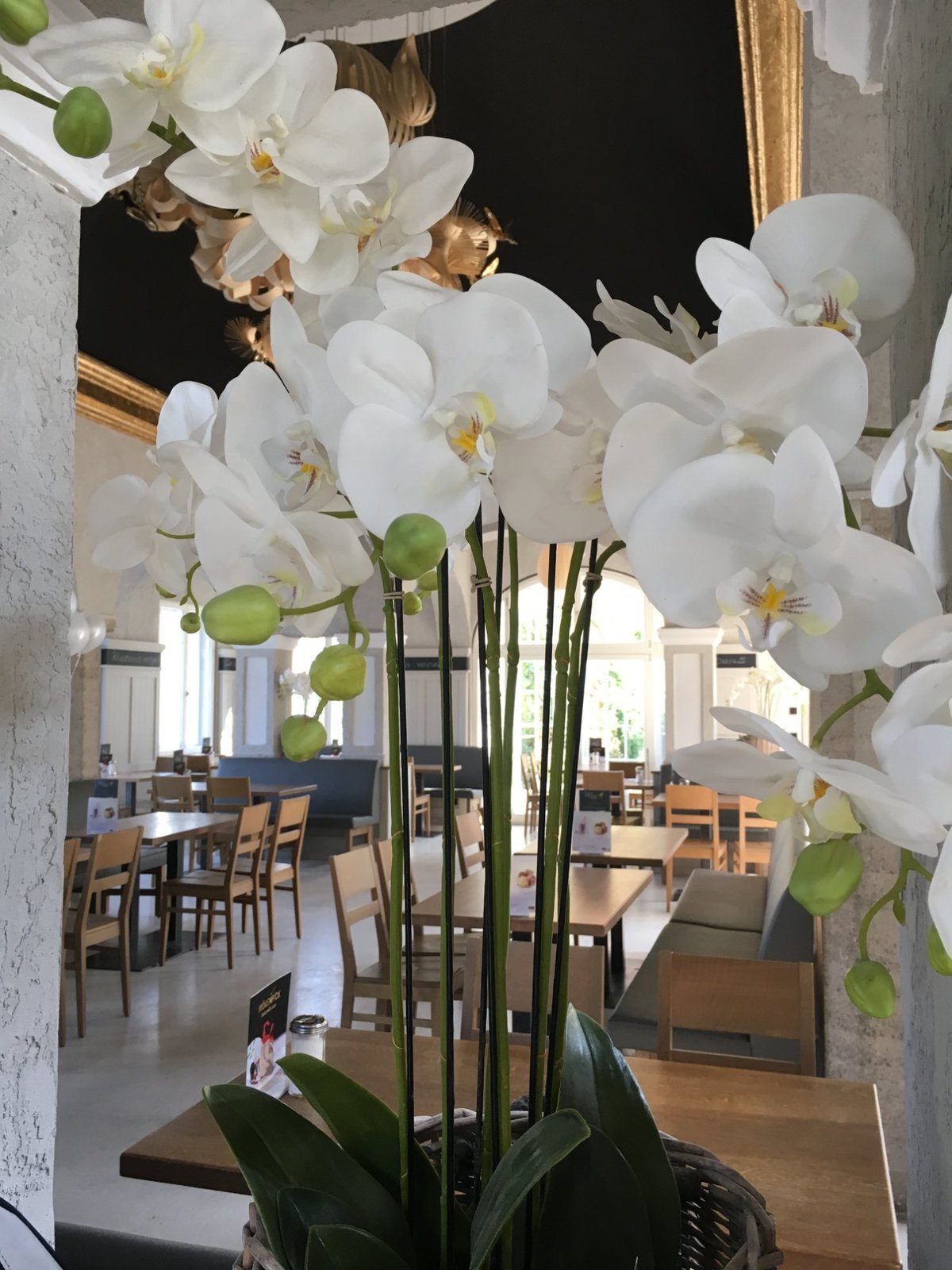 CAFE BOTANISCHER GARTEN, Munich Restaurant Avis, Numéro de Téléphone